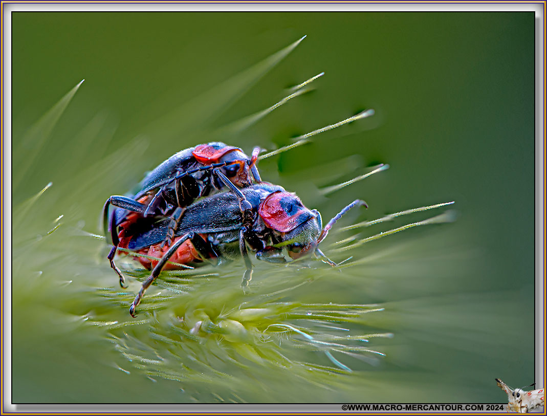 Coleoptera Cerambycidae